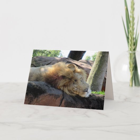 Slaapend Lion Greetin Kaart (Voorkant)