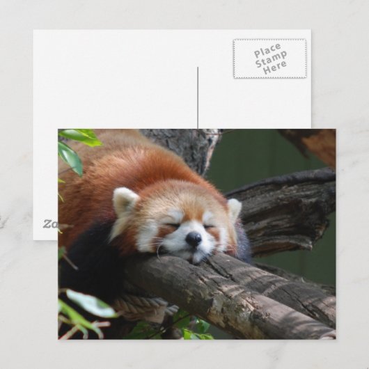 Slaapend Panda Beer Briefkaart (Voorkant / Achterkant)