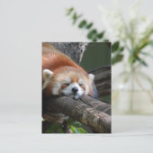 Slaapend Panda Beer Briefkaart (Staand voorkant)