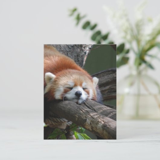 Slaapend Panda Beer Briefkaart (Staand voorkant)