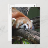 Slaapend Panda Beer Briefkaart (Voorkant / Achterkant)