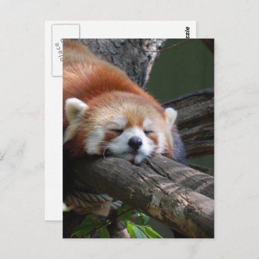 Slaapend Panda Beer Briefkaart (Voorkant / Achterkant)