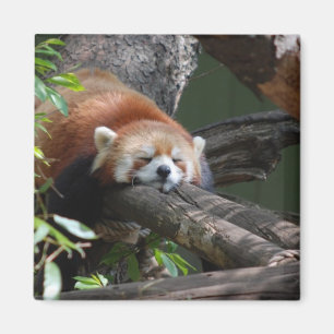 Slaapend Panda Beer Magnet