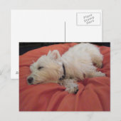 Slaapend Westie Photo Briefkaart (Voorkant / Achterkant)