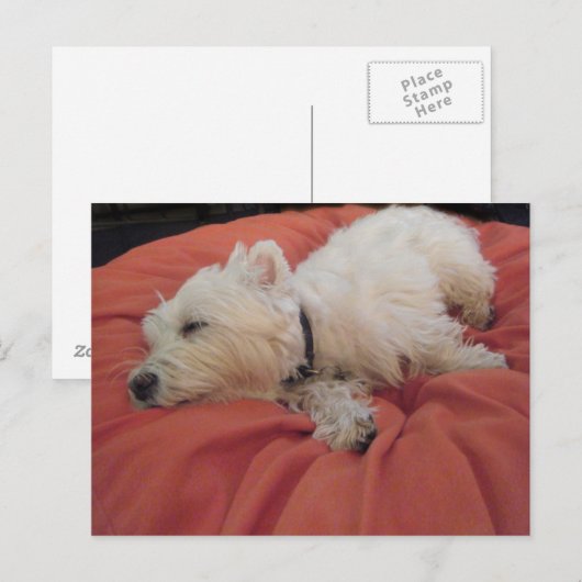 Slaapend Westie Photo Briefkaart (Voorkant / Achterkant)