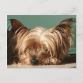 Slaapend Yorkie Briefkaart (Voorkant)