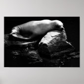 Slaapend Zee Lon .1781 Poster (Voorkant)