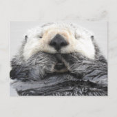 Slaapend Zee Otter Briefkaart (Voorkant)