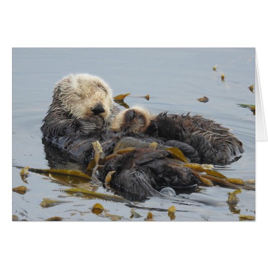 Slaapend Zee Otter Ma en Pup (Voorkant Horizontaal)