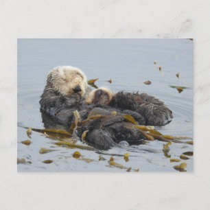 Slaapend zee otter moeder en pup briefkaart