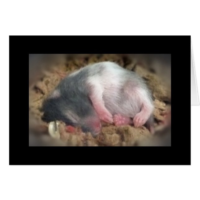 Slaapende Baby Hamster (Voorkant Horizontaal)