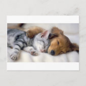 Slaapende bogen briefkaart (Voorkant)