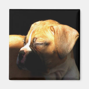 Slaapende bokspuppy magnet