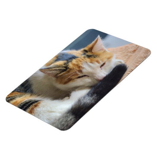 Slaapende Calico Cat Magneet (Linkerzijde)