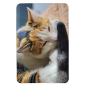 Slaapende Calico Cat Magneet (Verticaal)