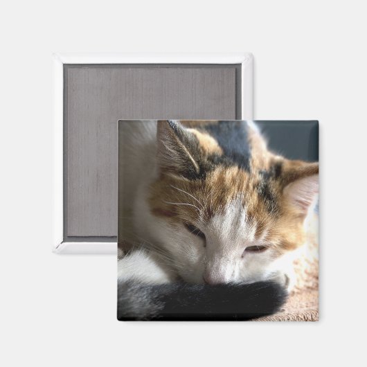 Slaapende Calico Cat Magneet (Voorkant / Achterkant)