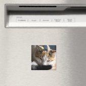 Slaapende Calico Cat Magneet (Insitu (Vaatwasser))