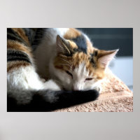 Slaapende Calico Cat