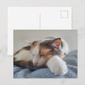 Slaapende Calico-kat Briefkaart (Voorkant / Achterkant)