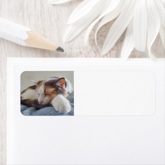 Slaapende Calico-kat Etiket (Insitu)