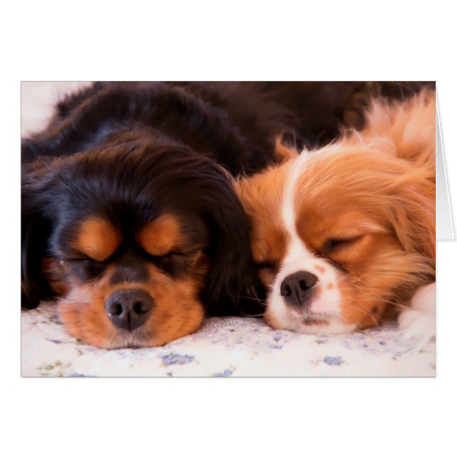 Slaapende Cavalier King Charles Spaniel Kaart (Voorkant Horizontaal)