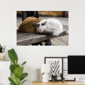 Slaapende Cretan-katten Poster (Thuiskantoor)