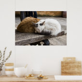Slaapende Cretan-katten Poster (Keuken)