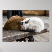 Slaapende Cretan-katten Poster (Voorkant)