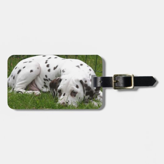 Slaapende Dalmation in het veld Bagagelabel (Voorkant horizontaal)