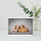 Slaapende Engelse bulldog Briefkaart (Staand voorkant)
