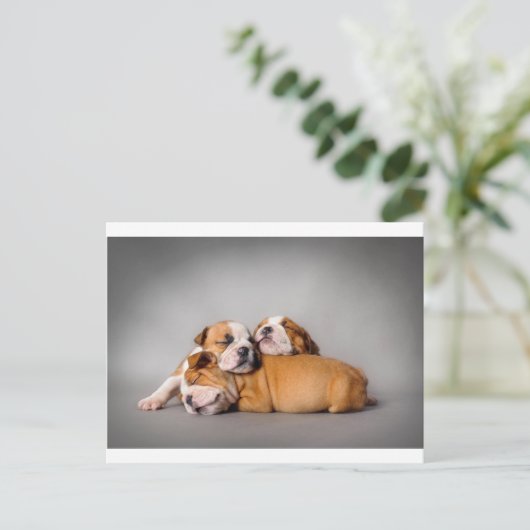 Slaapende Engelse bulldog Briefkaart (Staand voorkant)