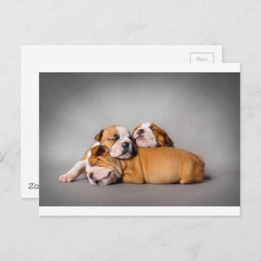 Slaapende Engelse bulldog Briefkaart (Voorkant / Achterkant)
