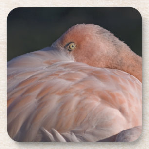 Slaapende Flamingo Set van 6 Onderzetters