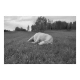 Slaapende foto van White Horse Ranch Field Equine  Perfect Poster