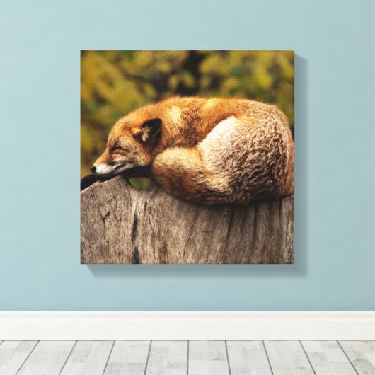 Slaapende Fox Canvas Afdrukken (Insitu (Houten vloer))