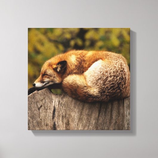 Slaapende Fox Canvas Afdrukken (Voorkant)