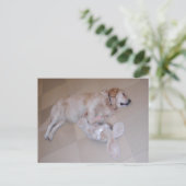 Slaapende Golden Retriever Briefkaart (Staand voorkant)