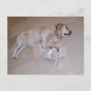 Slaapende Golden Retriever Briefkaart
