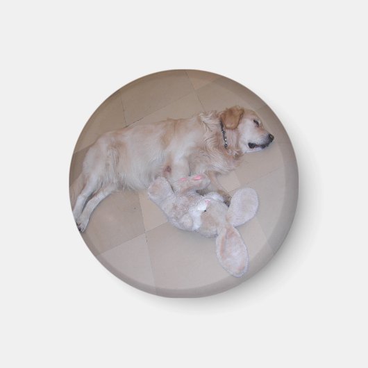Slaapende Golden Retriever Magneet (Voorkant)