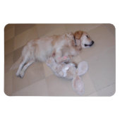 Slaapende Golden Retriever Magneet (Horizontaal)
