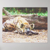 Slaapende hyena, wilde fotografie poster (Voorkant)