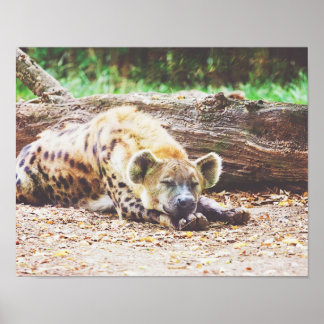 Slaapende hyena, wilde fotografie poster