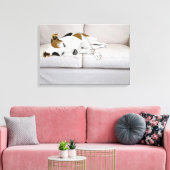 Slaapende Jack Russell Terrier Canvas Afdruk (Insitu (Woonkamer))