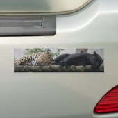 Slaapende Jaguars Bumpersticker (Op auto)
