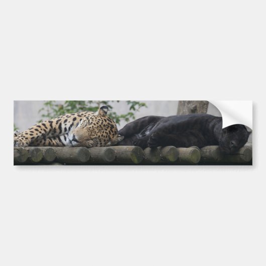 Slaapende Jaguars Bumpersticker (Voorkant)