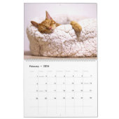 Slaapende katten en luiers Kat 2021 Kalender (Feb 2026)
