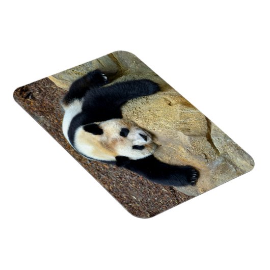 Slaapende reuzenpanda op een rots magneet (Rechterzijde)