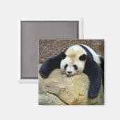 Slaapende reuzenpanda op een rots magneet (Voorkant / Achterkant)