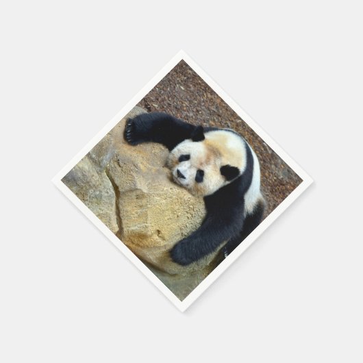 Slaapende reuzenpanda op een rots servet (Hoek)