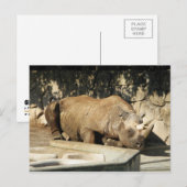 Slaapende Rhino Briefkaart (Voorkant / Achterkant)